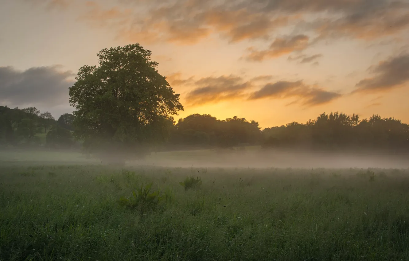 Photo wallpaper field, trees, fog, morning