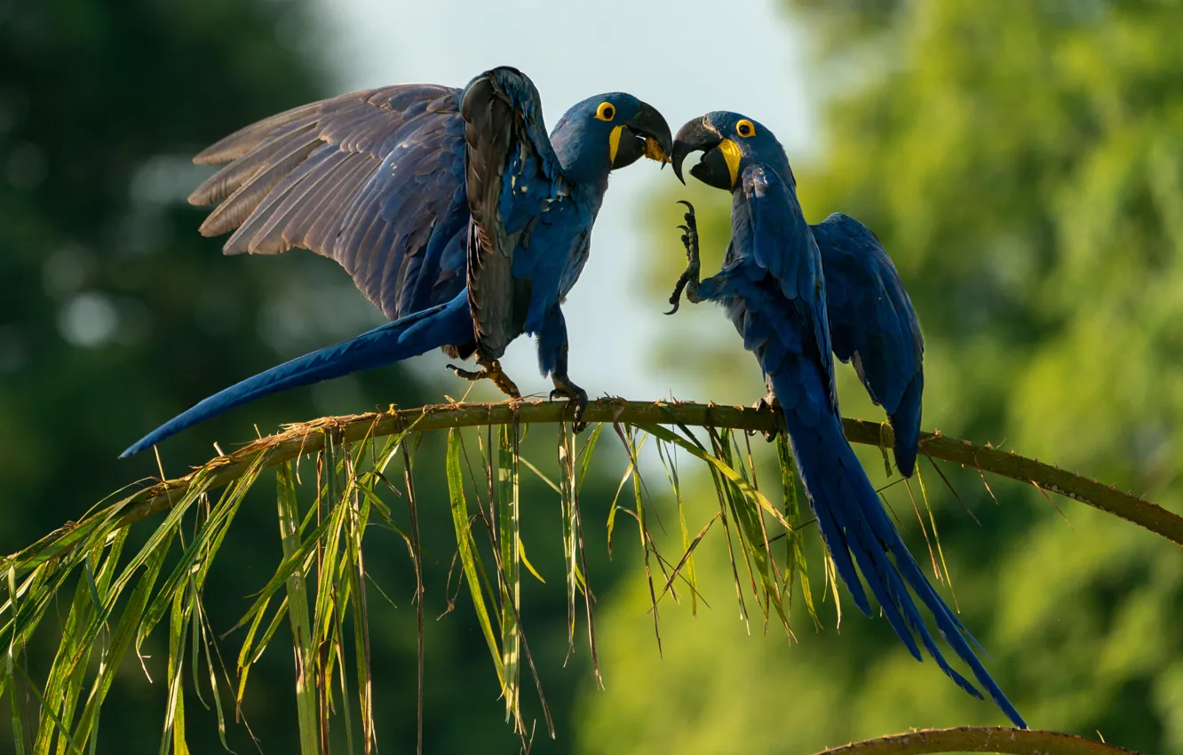 Photo wallpaper leaves, branches, blue, pose, bird, parrot, pair, bokeh