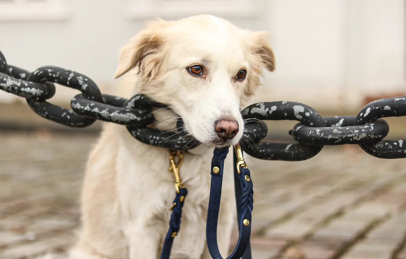 Photo wallpaper look, face, dog, chain, leash