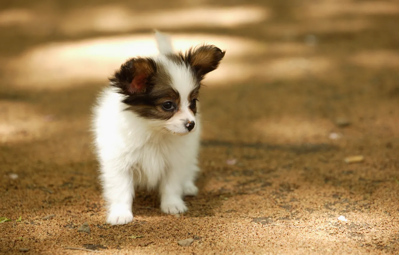 Photo wallpaper summer, dog, walk