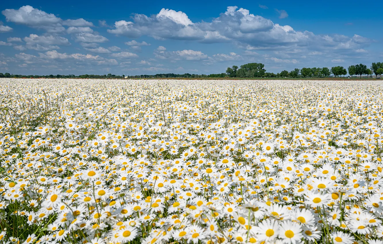 Photo wallpaper summer, flowers, chamomile, meadow, a lot, chamomile field
