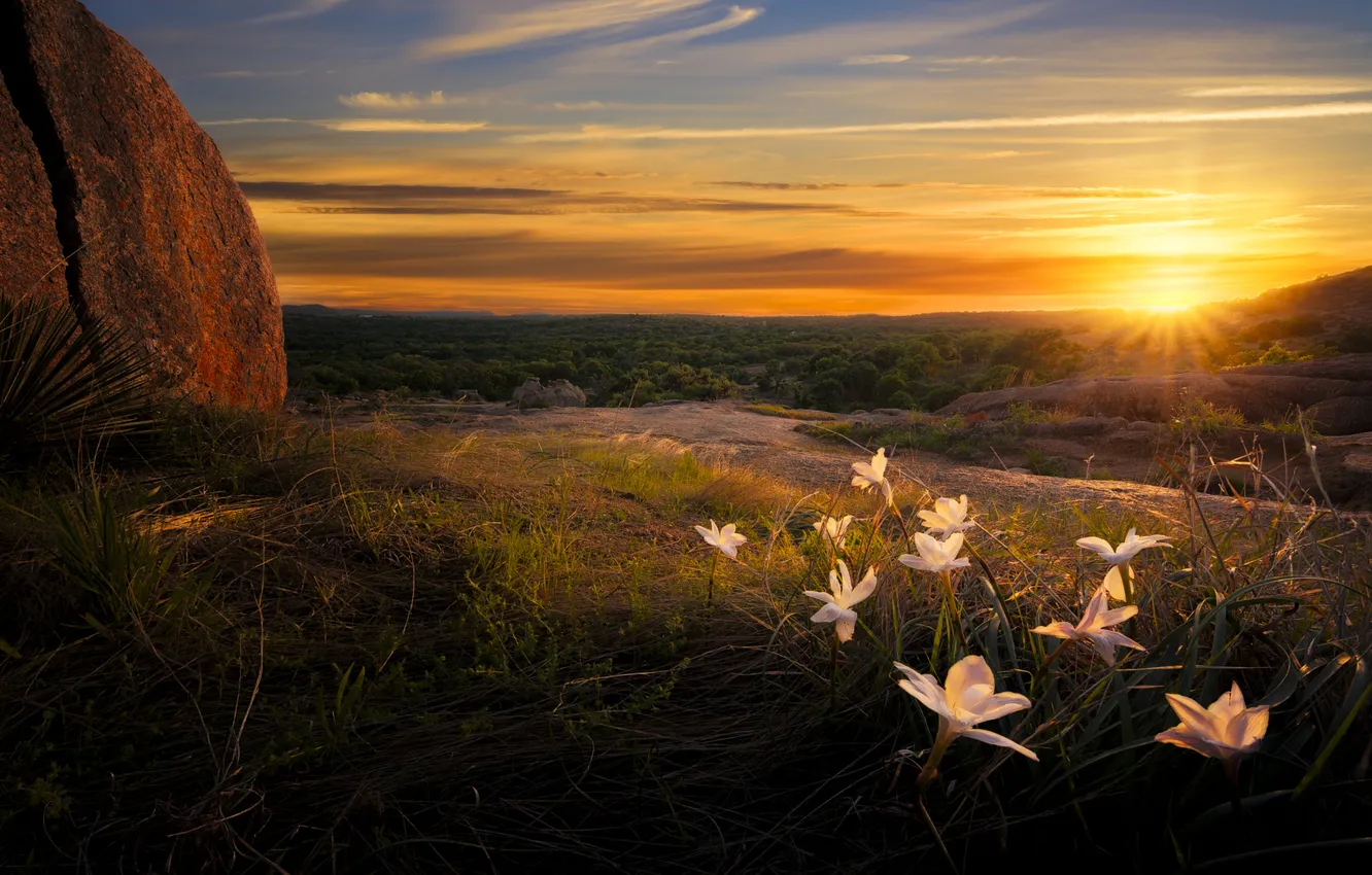 Photo wallpaper field, the sun, clouds, sunset, flowers, stones, spring, dal
