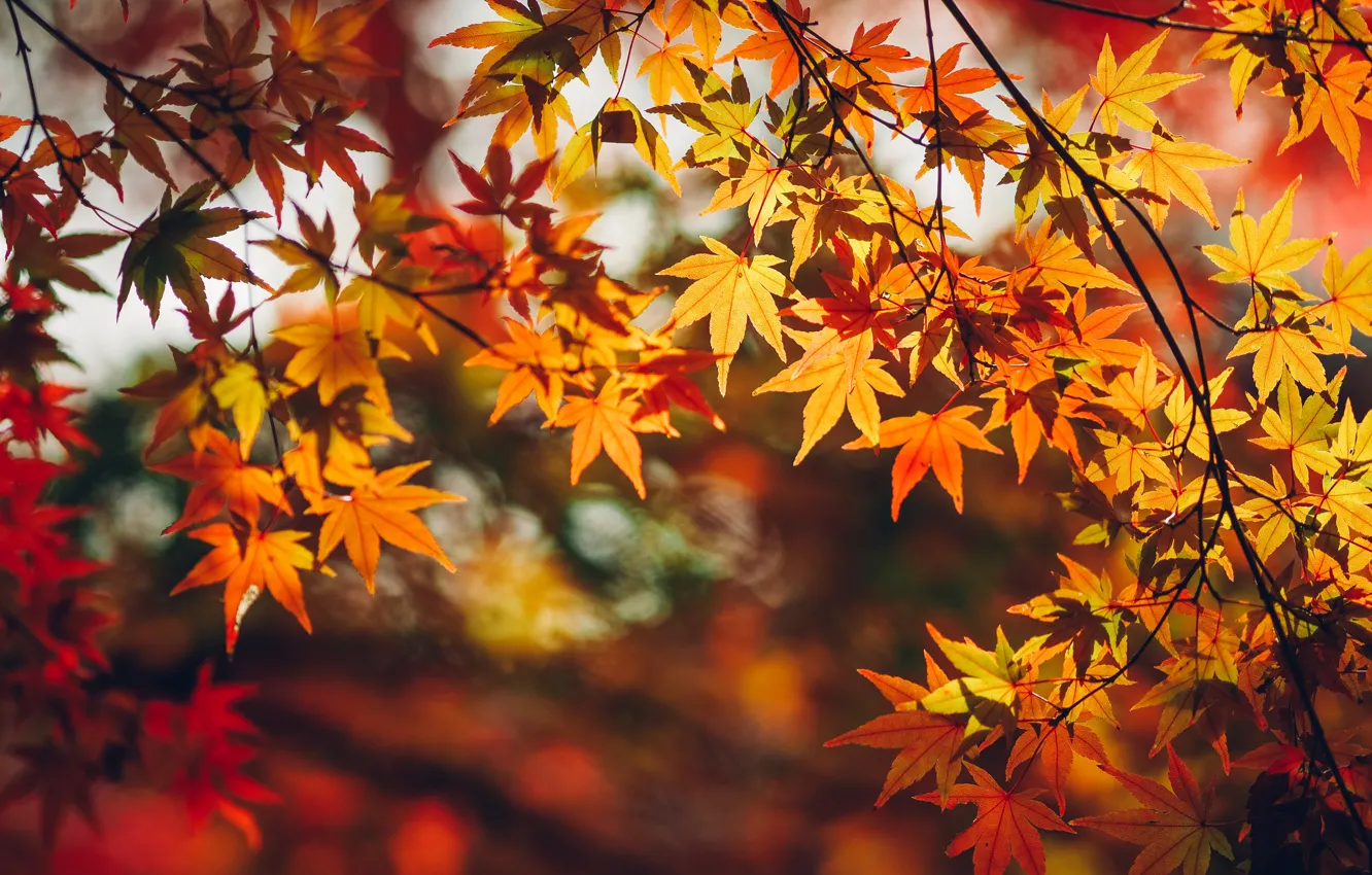 Photo wallpaper autumn, leaves, branches