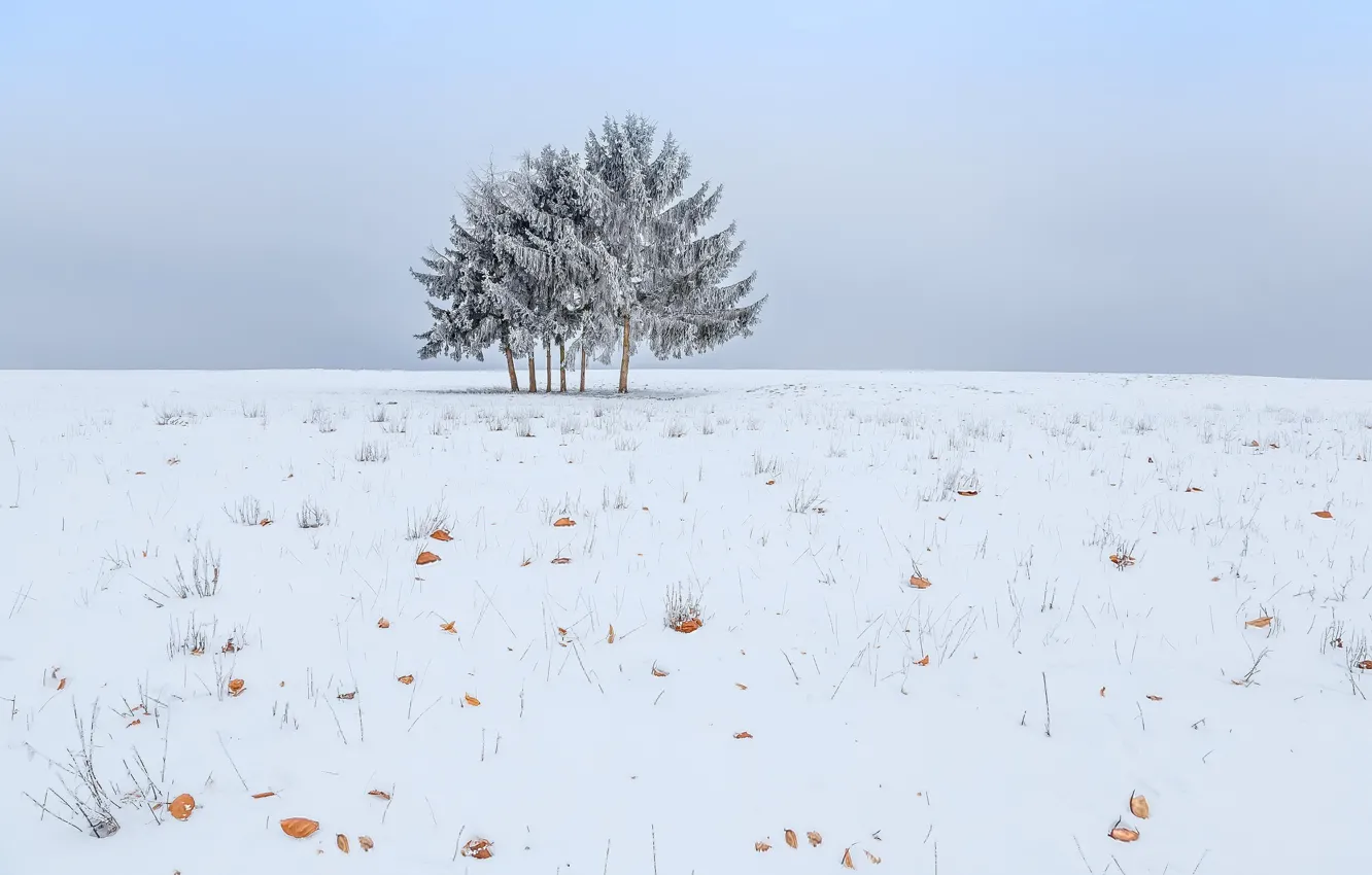 Photo wallpaper winter, snow, trees