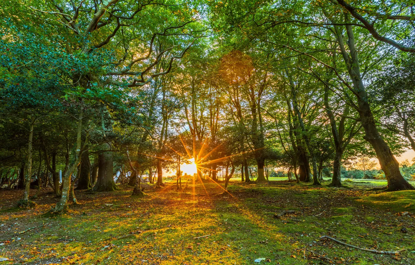 Photo wallpaper greens, the sun, rays, trees, England, Fritham