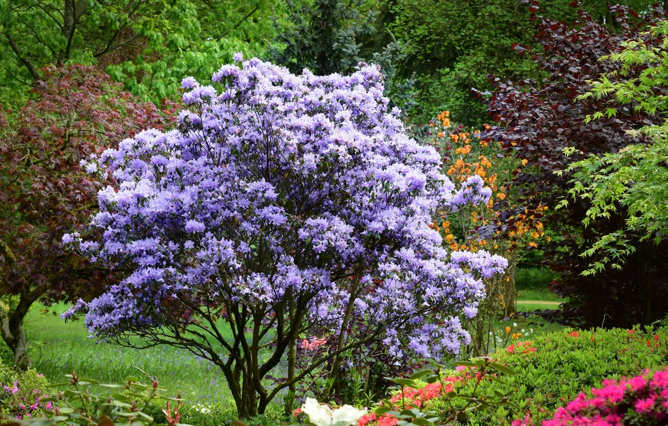Photo wallpaper Park, England, rhododendrons