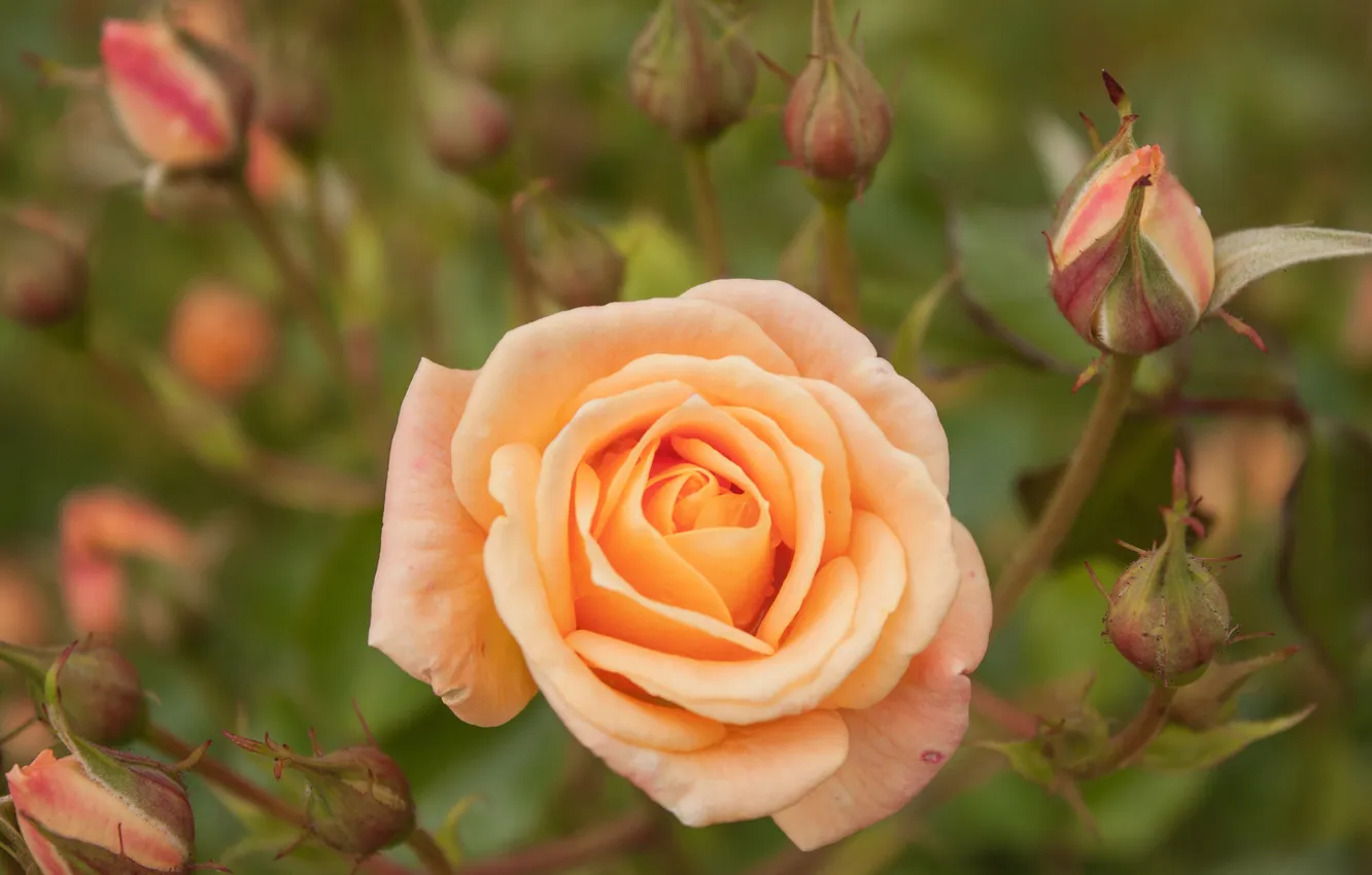 Photo wallpaper macro, roses, buds