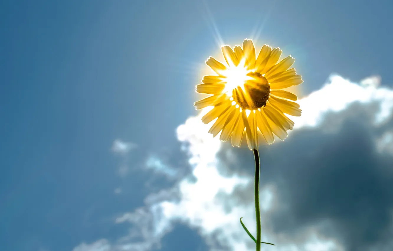 Photo wallpaper flower, the sky, the sun, flowers, background, widescreen, Wallpaper, sunflower