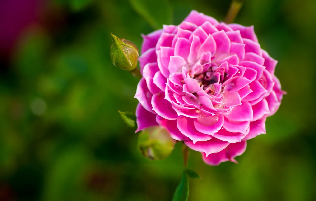 Photo wallpaper greens, flowers, roses, pink, buds, hem