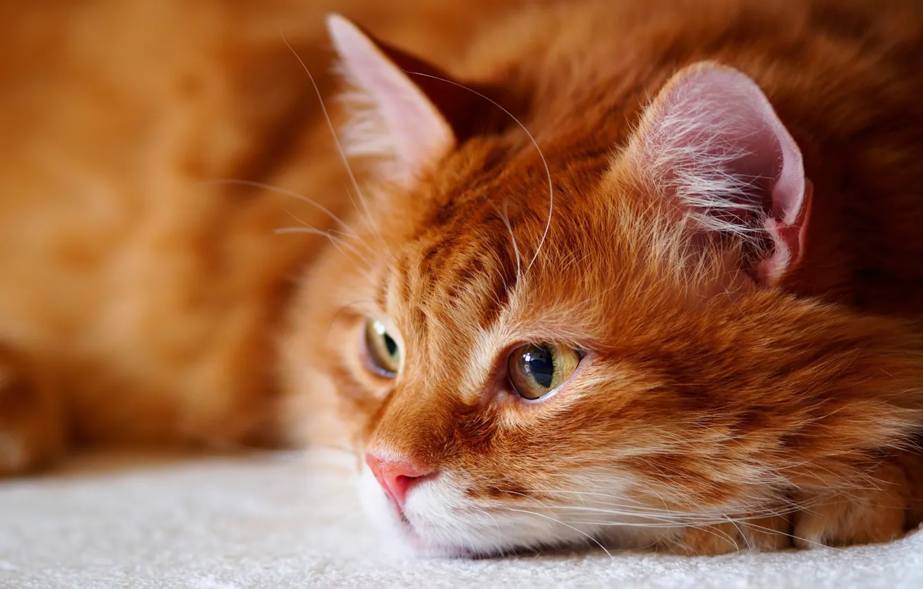 Photo wallpaper cat, cat, look, face, portrait, fluffy, red, lies