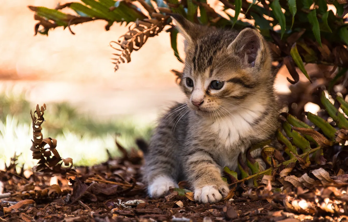 Photo wallpaper leaves, baby, kitty