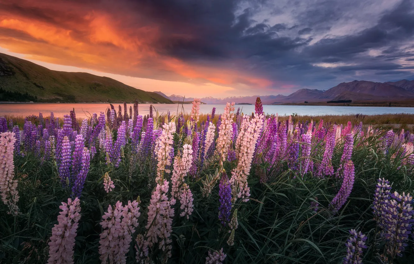 Photo wallpaper sunset, flowers, mountains, lake, New Zealand, New Zealand, Lake Tekapo, lupins