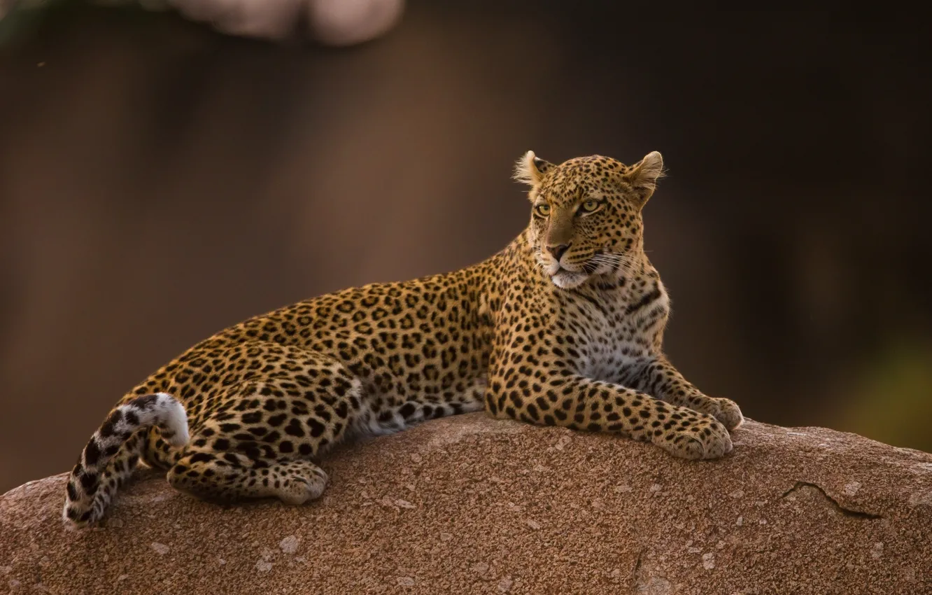 Photo wallpaper predator, spot, leopard