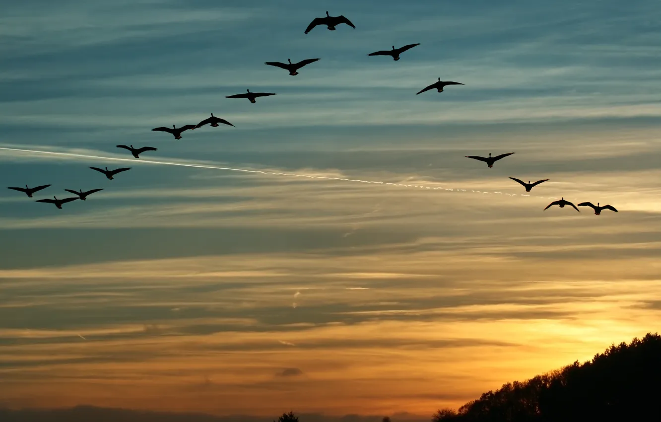 Photo wallpaper forest, animals, the sky, clouds, trees, landscape, sunset, nature