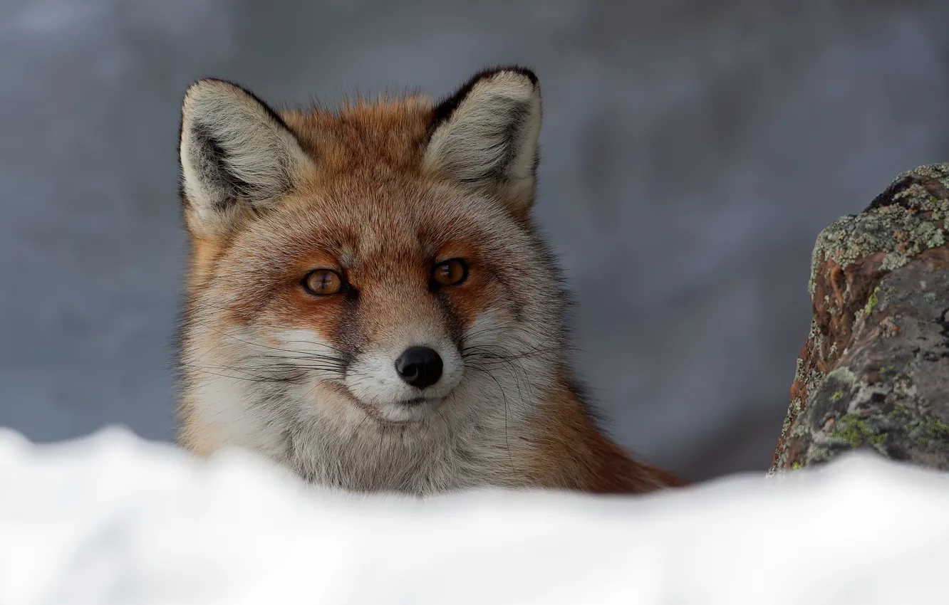 Photo wallpaper look, face, snow, background, Fox, red