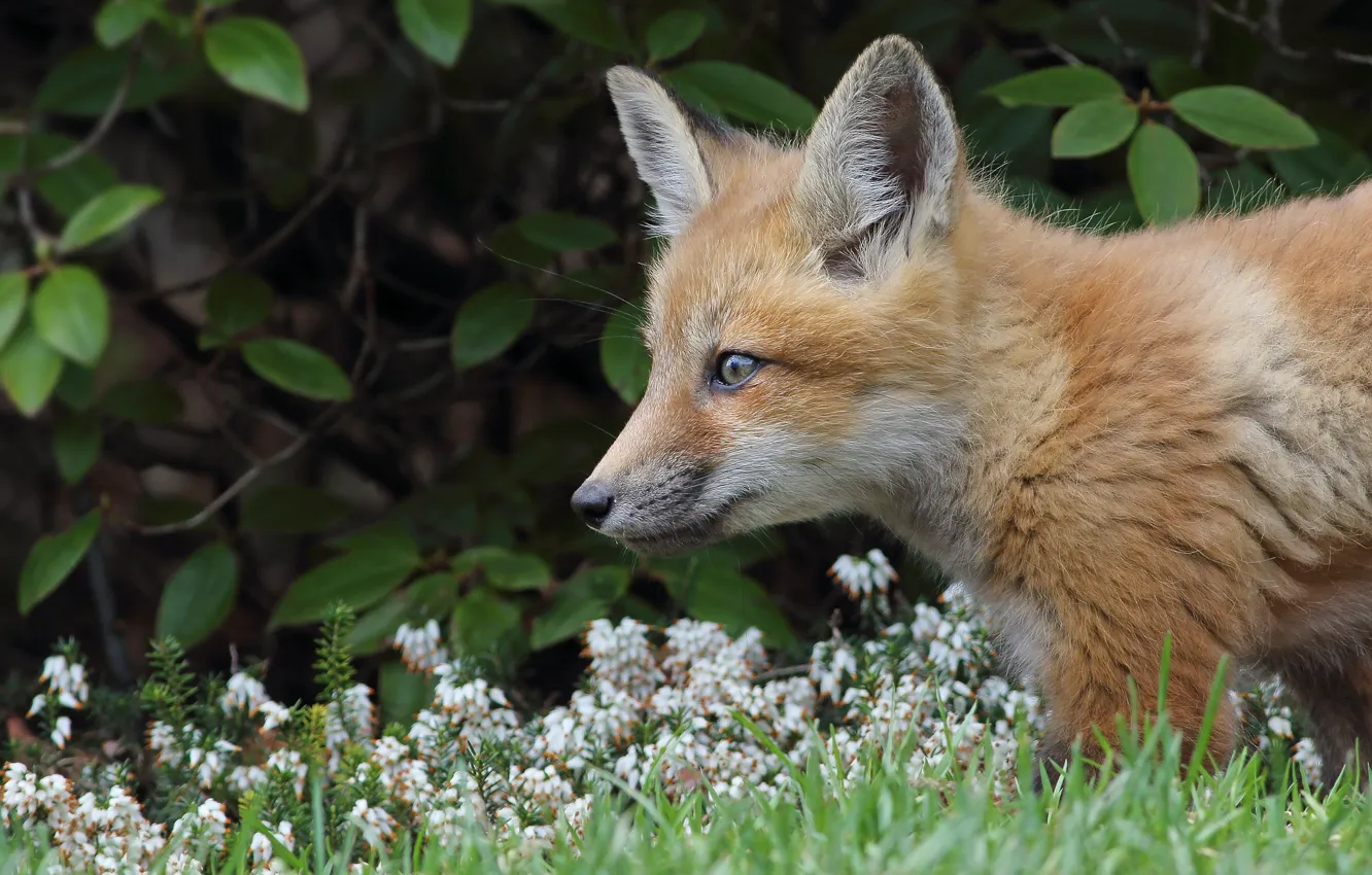 Photo wallpaper flowers, red, cub, face, Fox