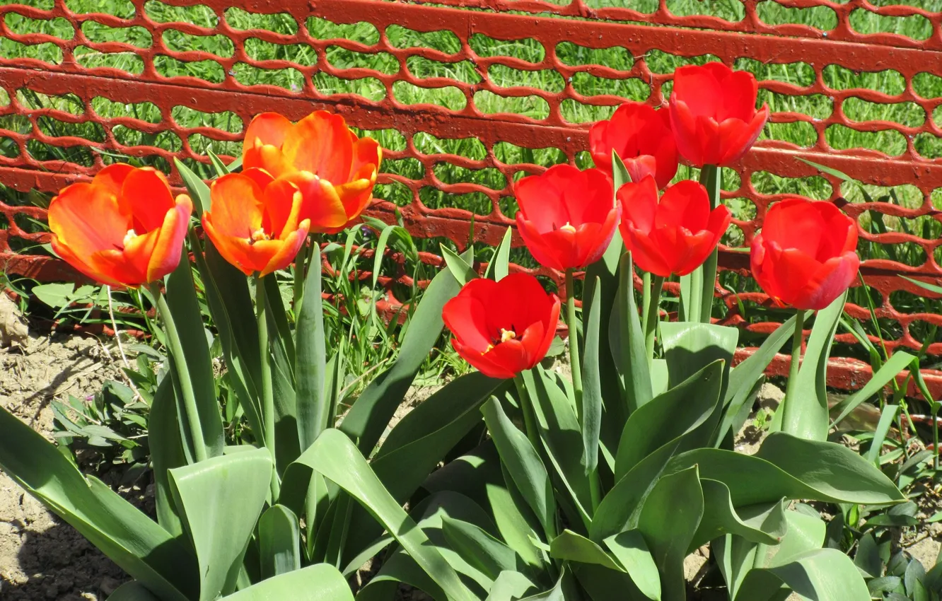 Photo wallpaper tulips, flowerbed, Meduzanol ©, Spring 2018