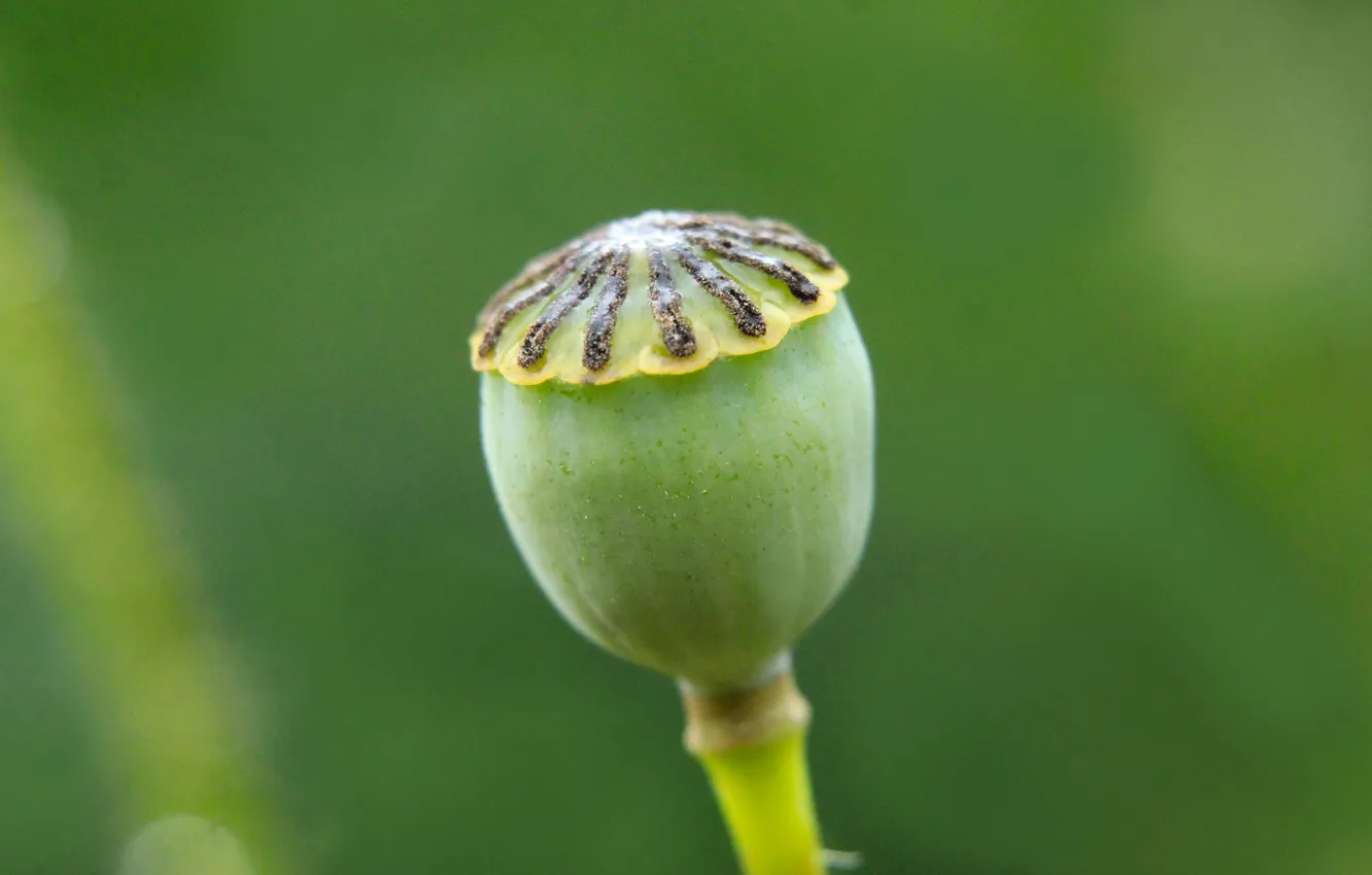 Photo wallpaper green, plant, poppy seed cake