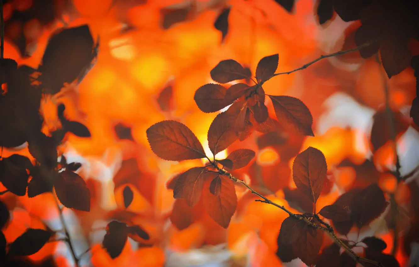Photo wallpaper foliage, autumn leaves, nature, autumn, leaves