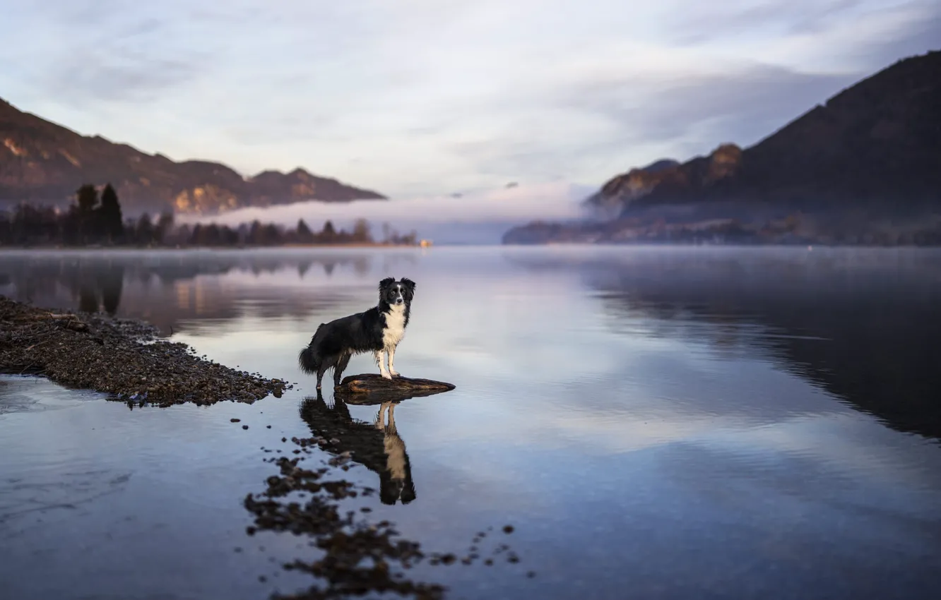 Photo wallpaper pose, dog, nature, fog, shore, pebbles, pond, the border collie