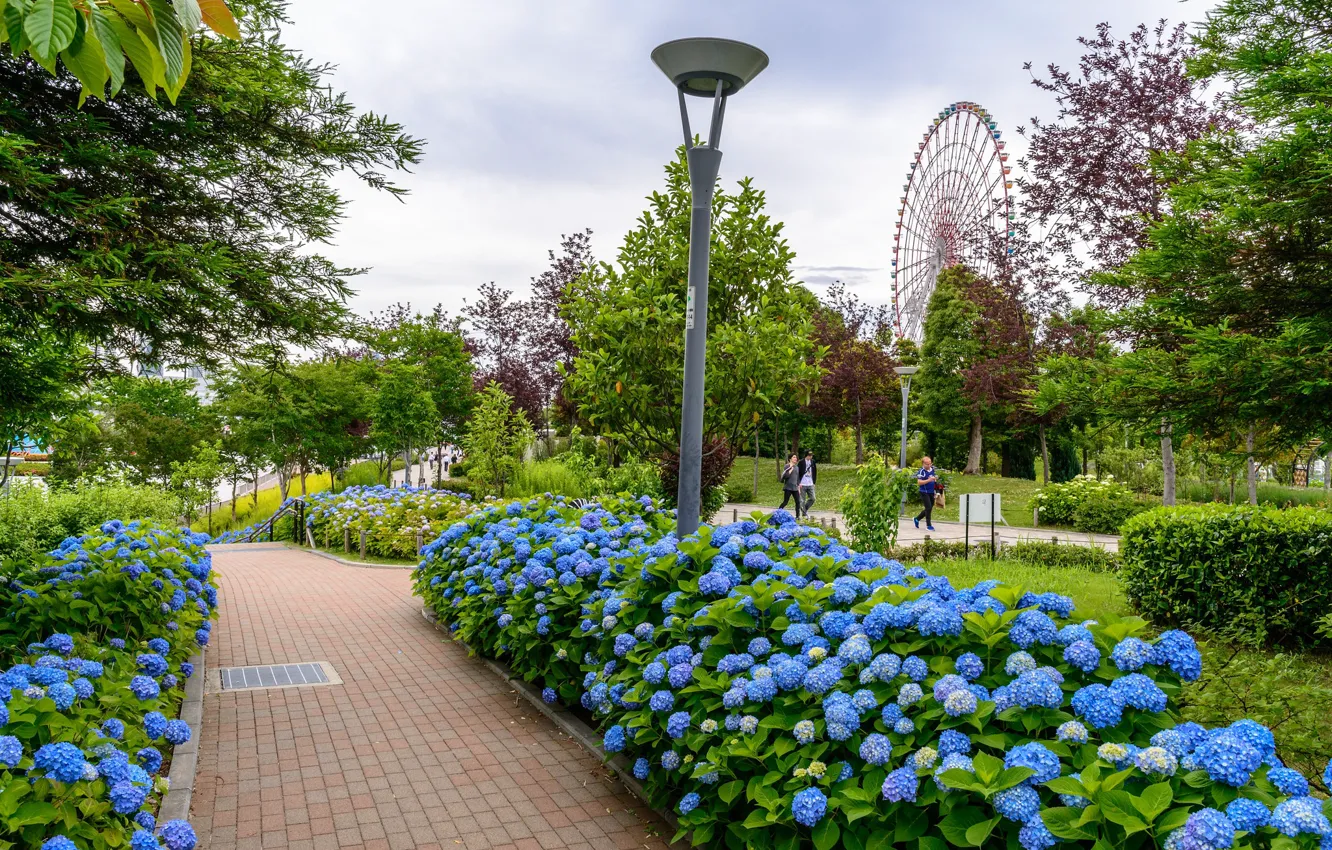 Photo wallpaper the sky, flowers, Park, Japan, Tokyo, Tokyo, Japan, hydrangea