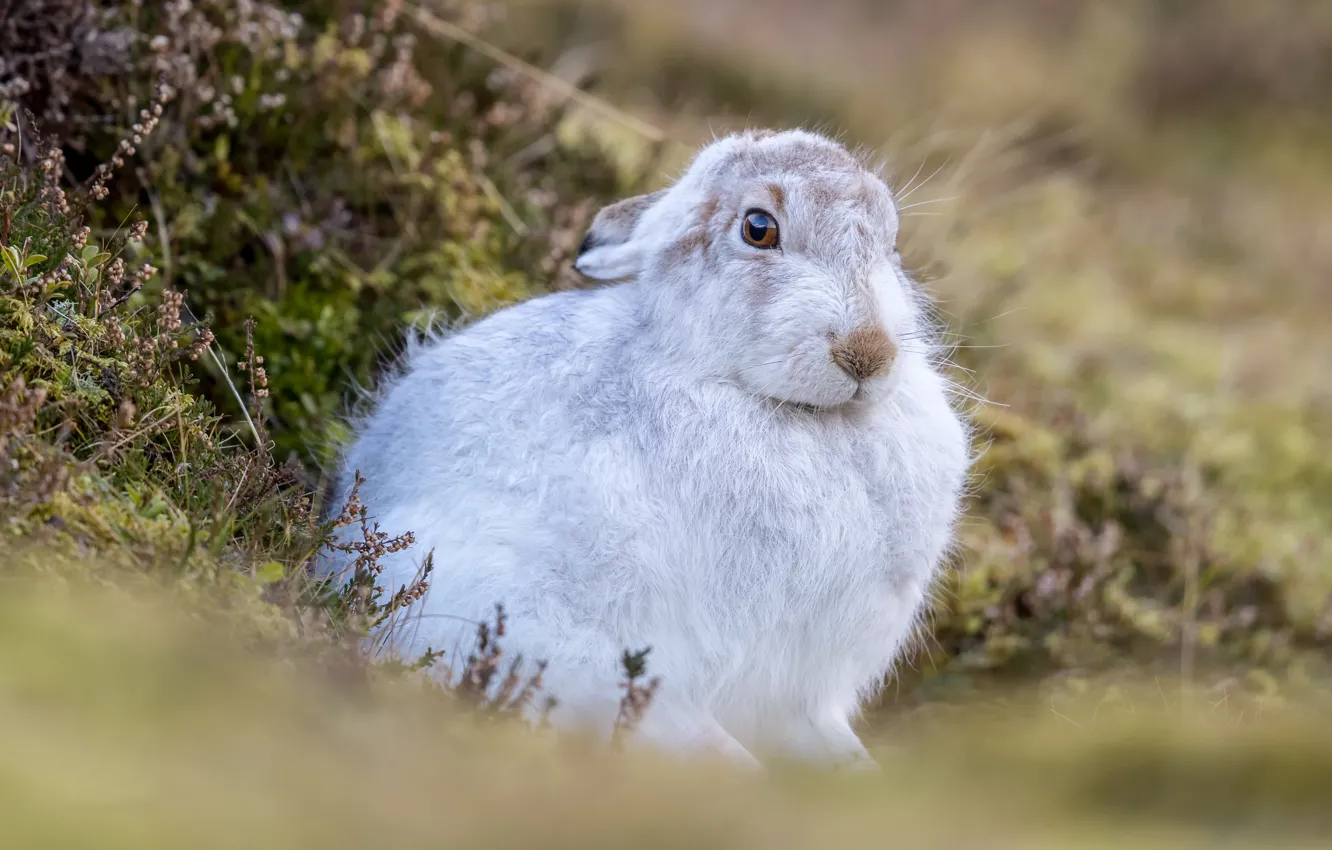 Photo wallpaper grass, look, nature, grey, glade, hare, rabbit, meadow
