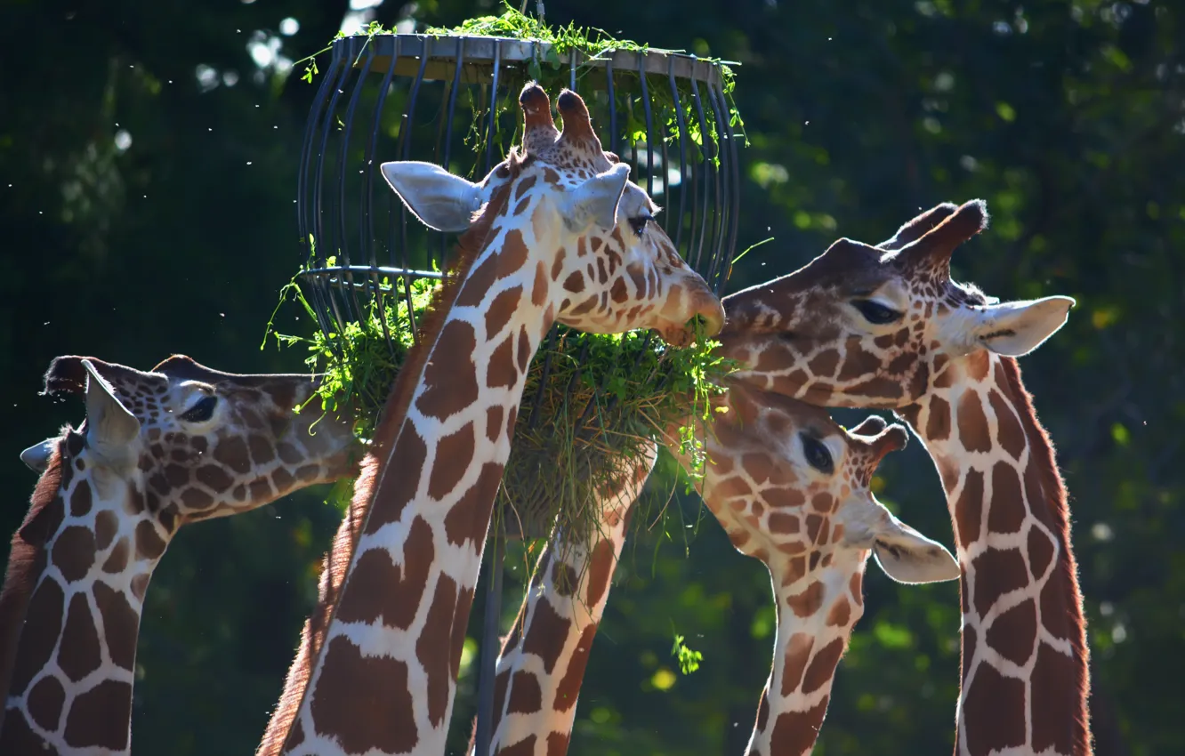 Photo wallpaper grass, face, light, nature, cell, giraffe, company, neck