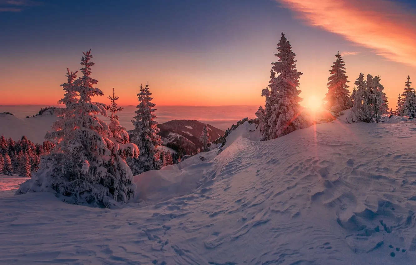 Photo wallpaper winter, sunset, tree, beehive