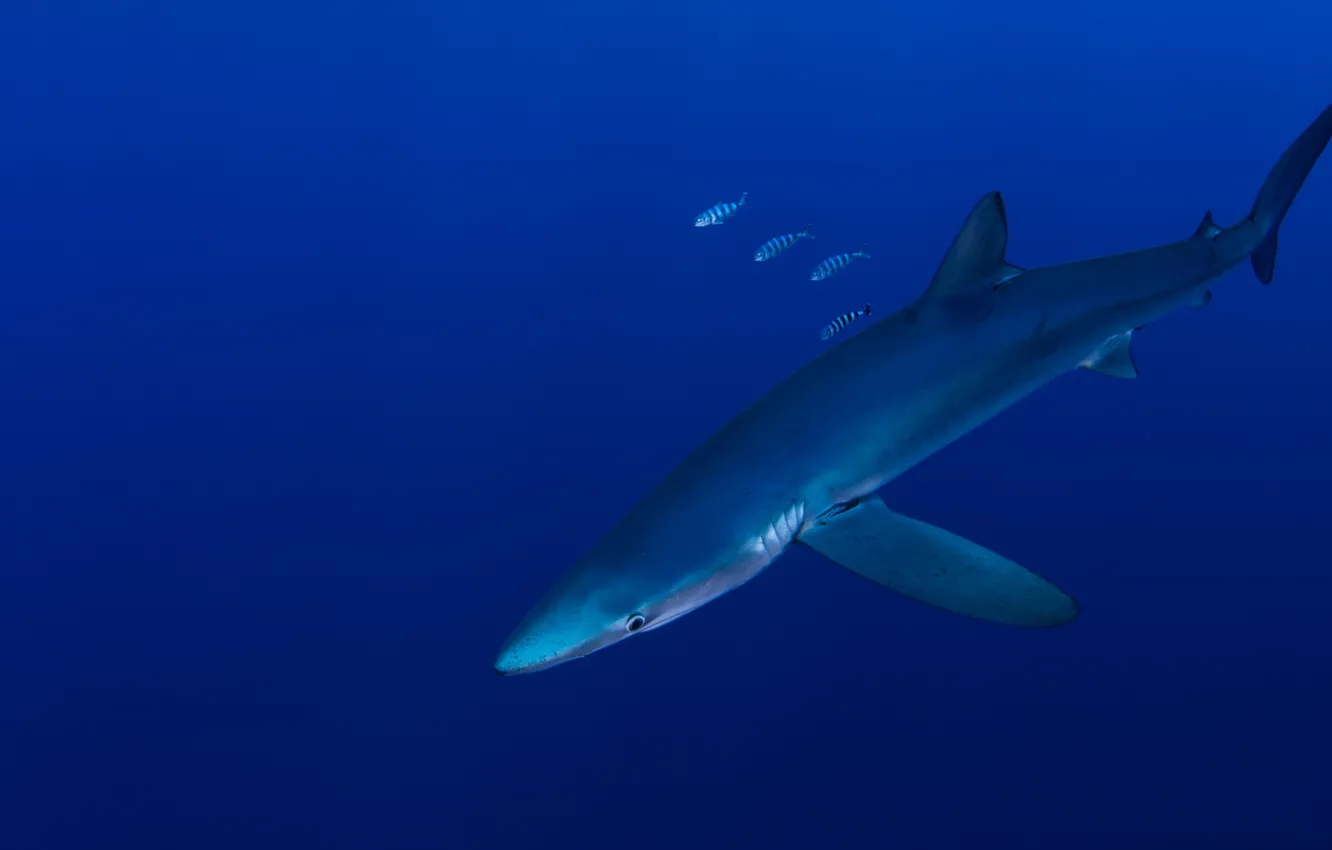 Photo wallpaper sea, water, fish, blue, the dark background, background, the ocean, animal