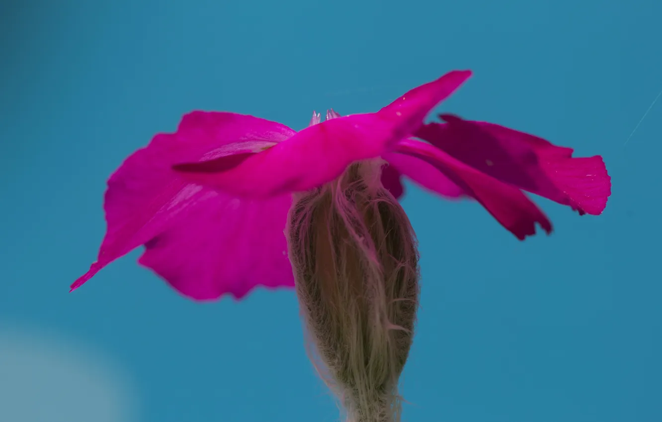 Photo wallpaper the sky, flowers, nature, plant, petals