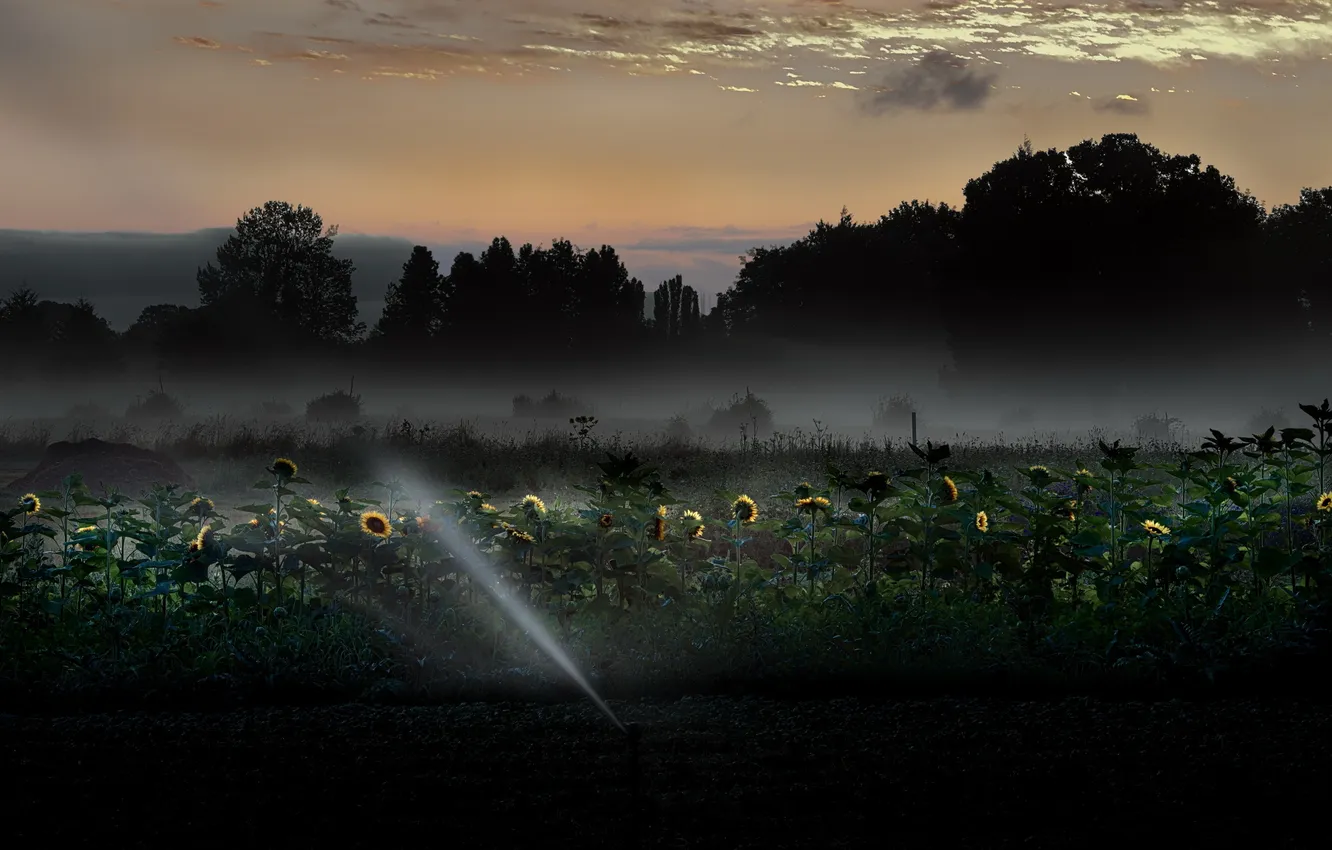 Photo wallpaper sunflowers, landscape, night