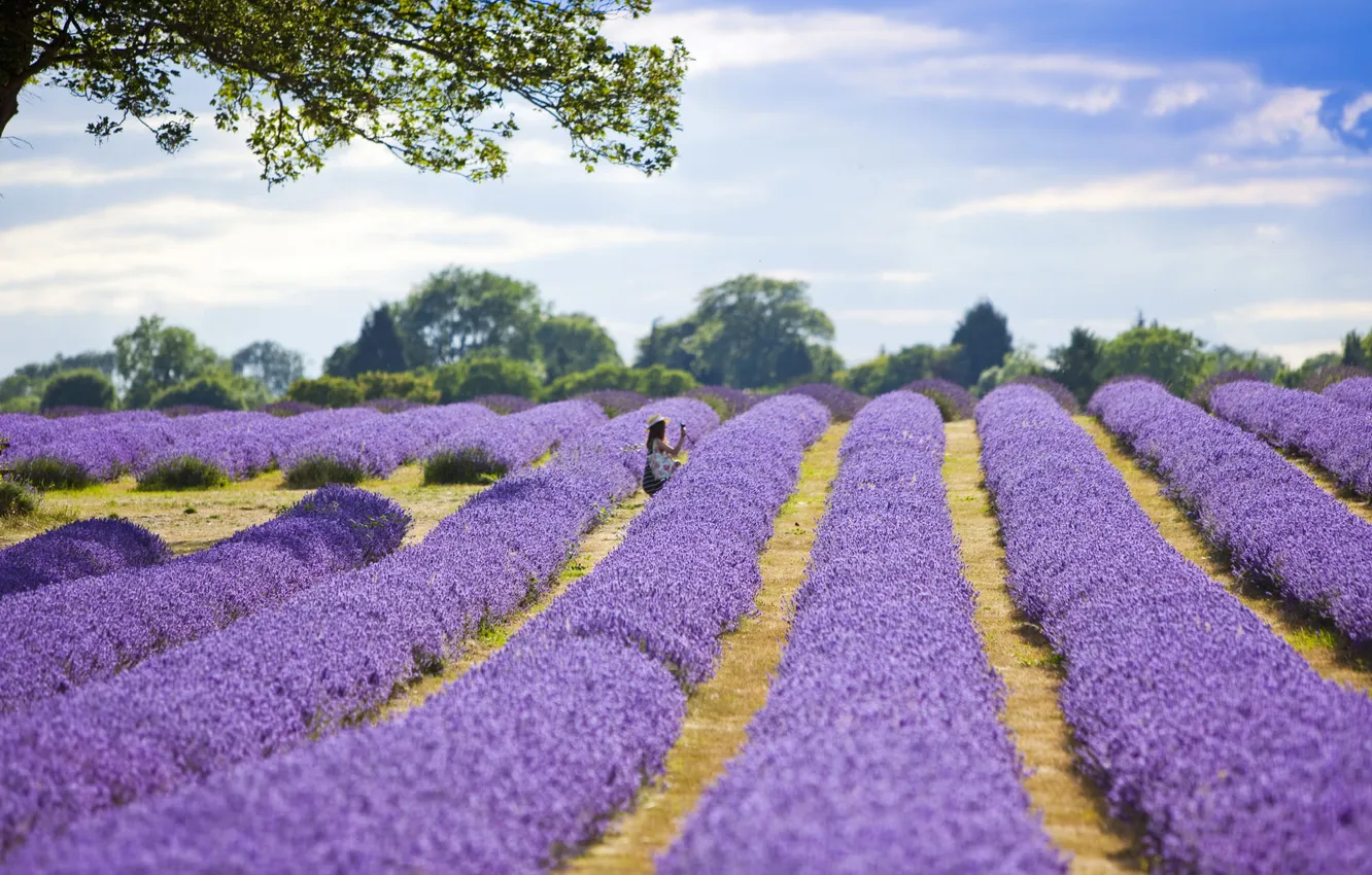 Photo wallpaper field, girl, lavender