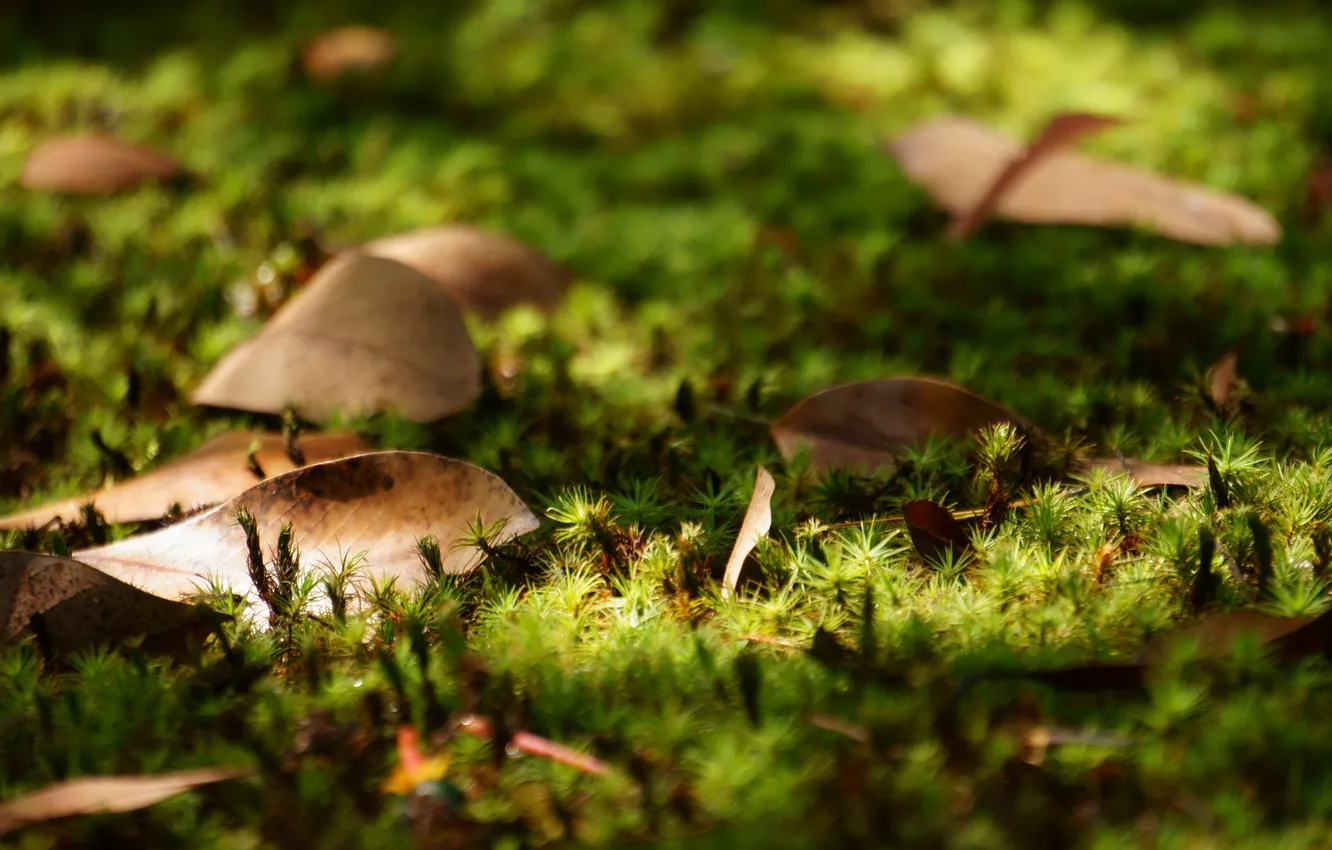 Photo wallpaper forest, grass, leaves, macro