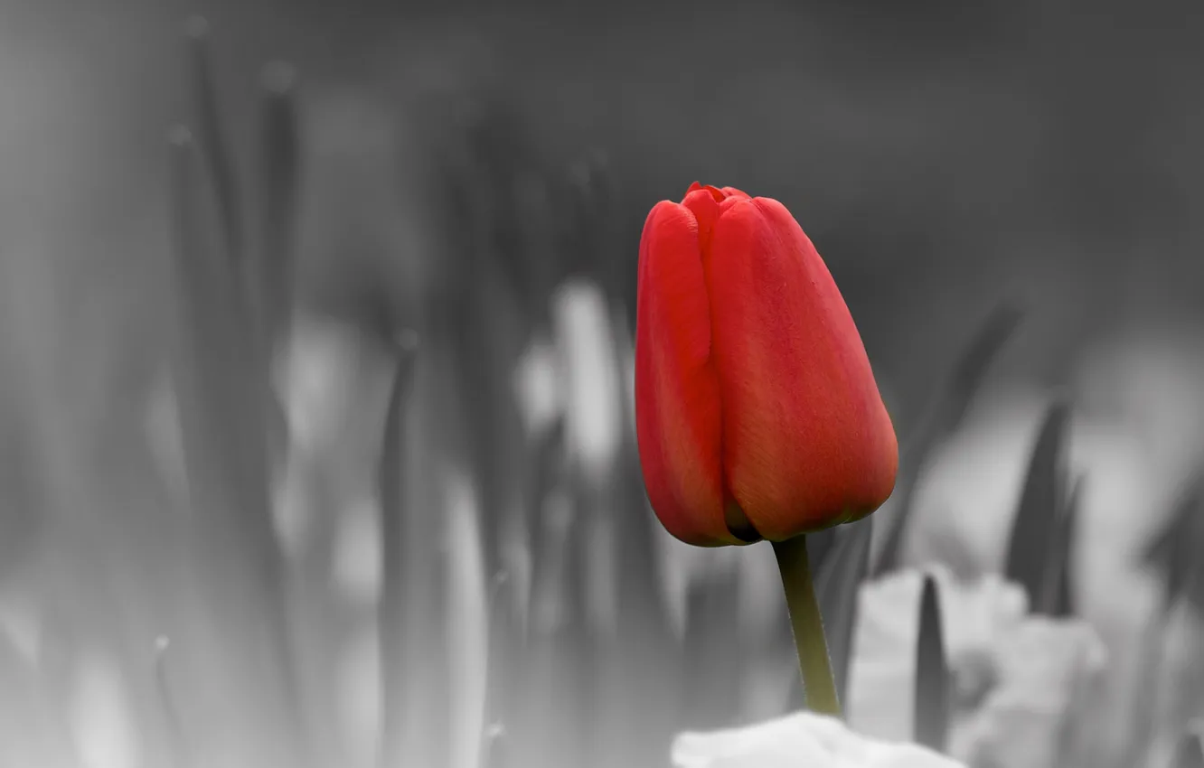 Photo wallpaper flowers, nature, tulips
