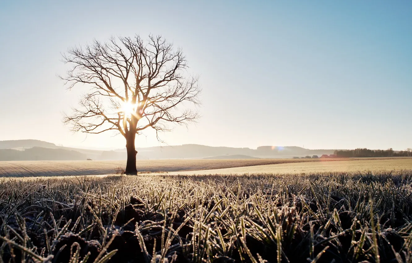 Photo wallpaper field, light, trees, morning