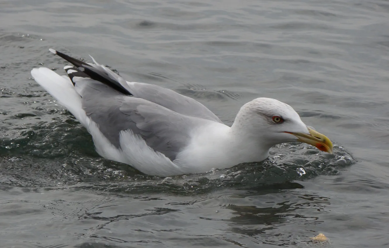 Photo wallpaper sea, bird, seagulls, Akela White