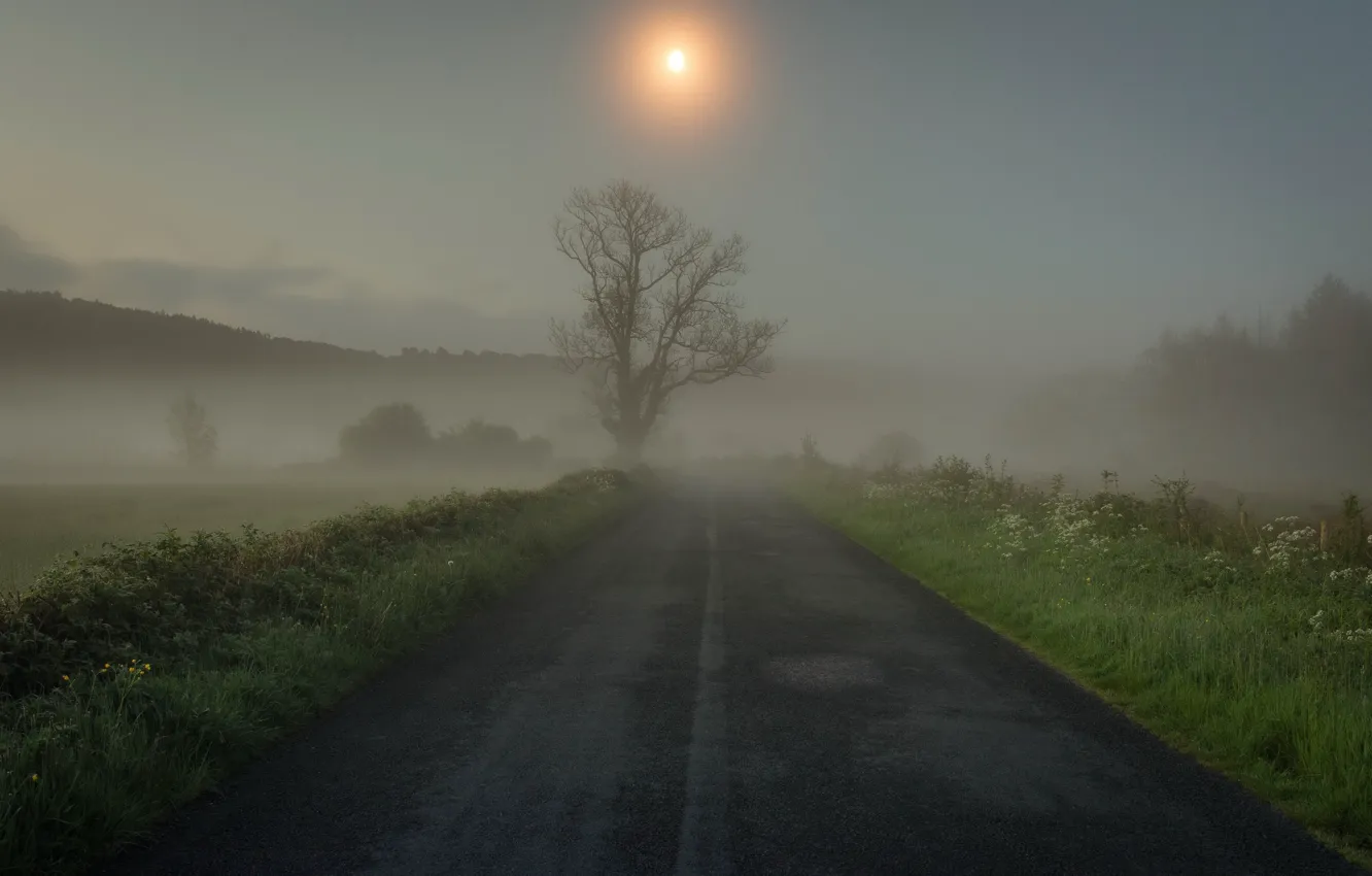 Photo wallpaper road, grass, fog, tree, morning
