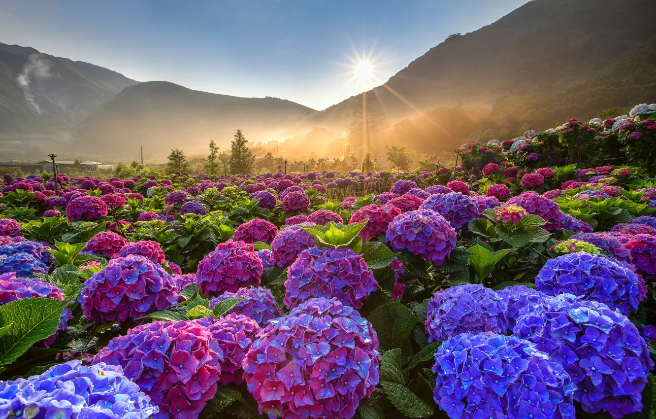 Photo wallpaper field, the sky, the sun, rays, landscape, flowers, mountains, nature