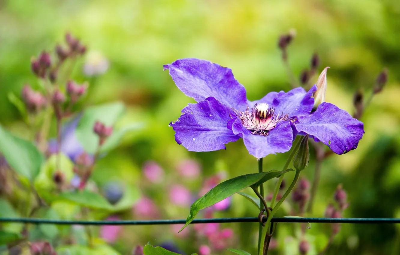 Photo wallpaper flower, purple, leaves, flowers, green, background, lilac, garden