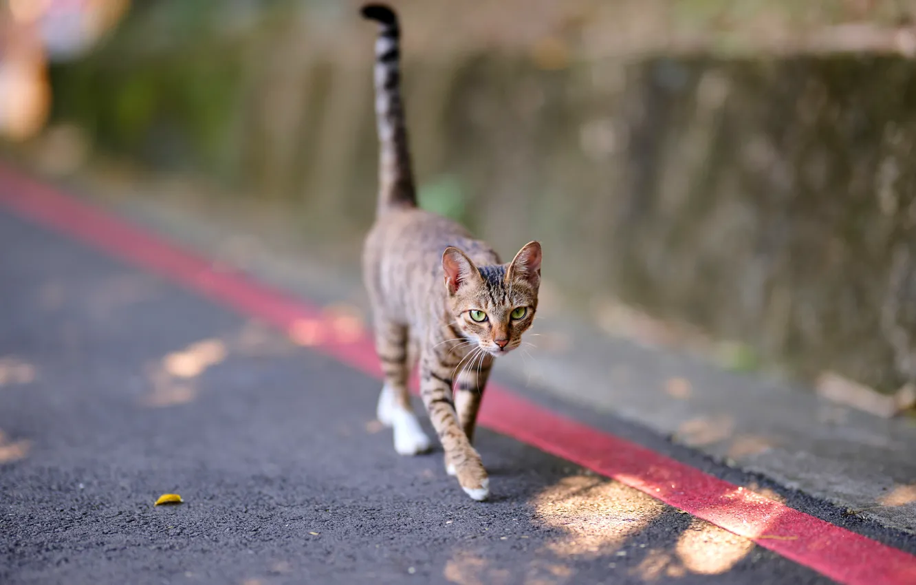 Photo wallpaper road, cat, cat, look, face, pose, glare, markup