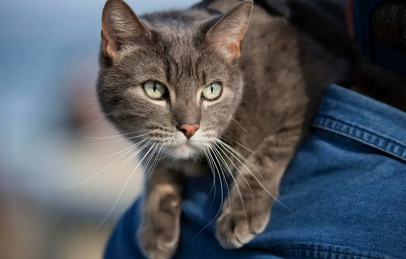 Photo wallpaper cat, look, grey cat