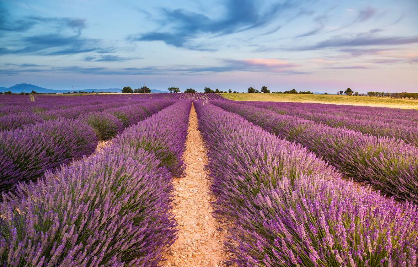 Photo wallpaper flowers, dal, lavender, plantation, lavender field