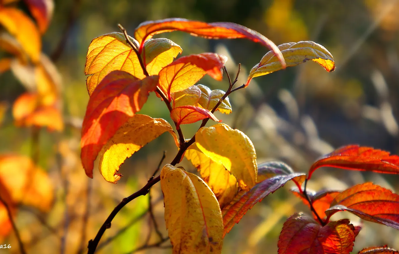 Photo wallpaper autumn, leaf, twig