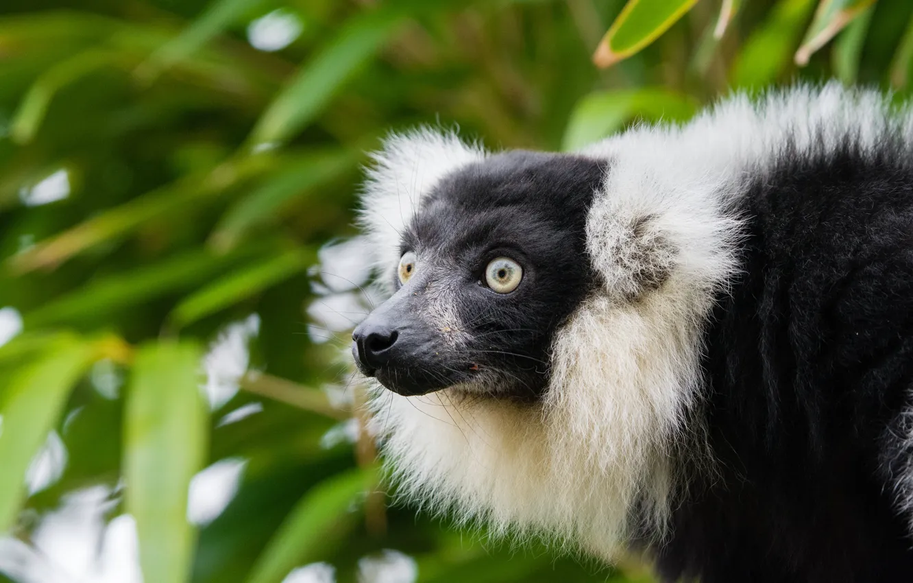 Photo wallpaper eyes, muzzle, lemur