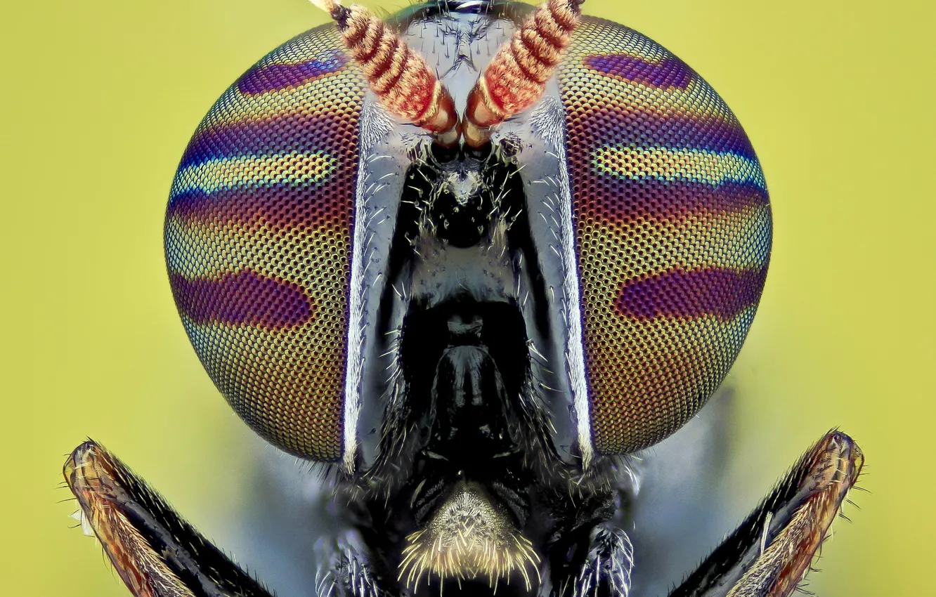 Photo wallpaper eyes, macro, fly, background, portrait, insect