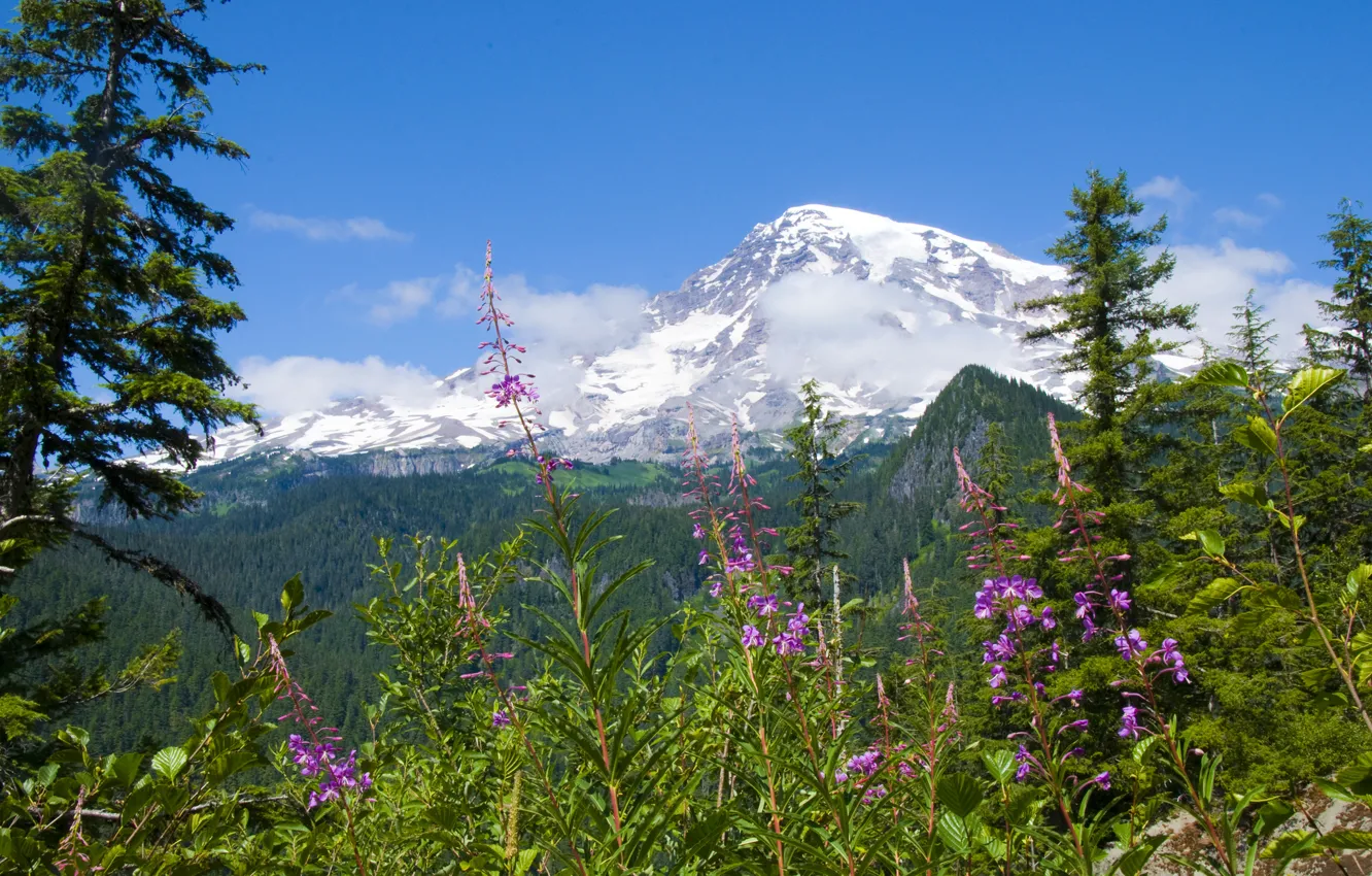 Photo wallpaper forest, flowers, mountains, Mount Rainier National Park, National Park mount Rainier