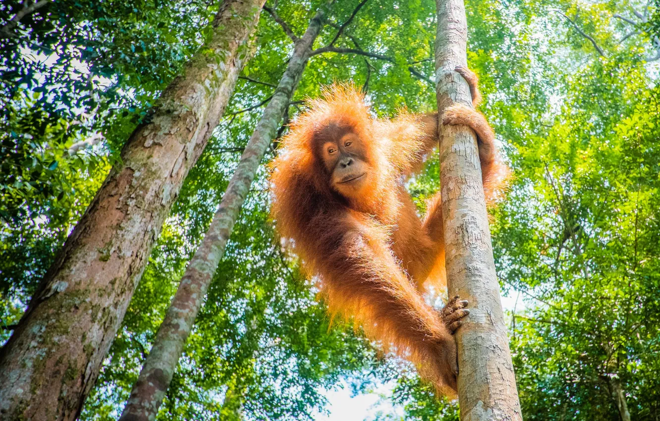 Photo wallpaper orangutan, great apes, evolutionary theory, bornean orang-utan