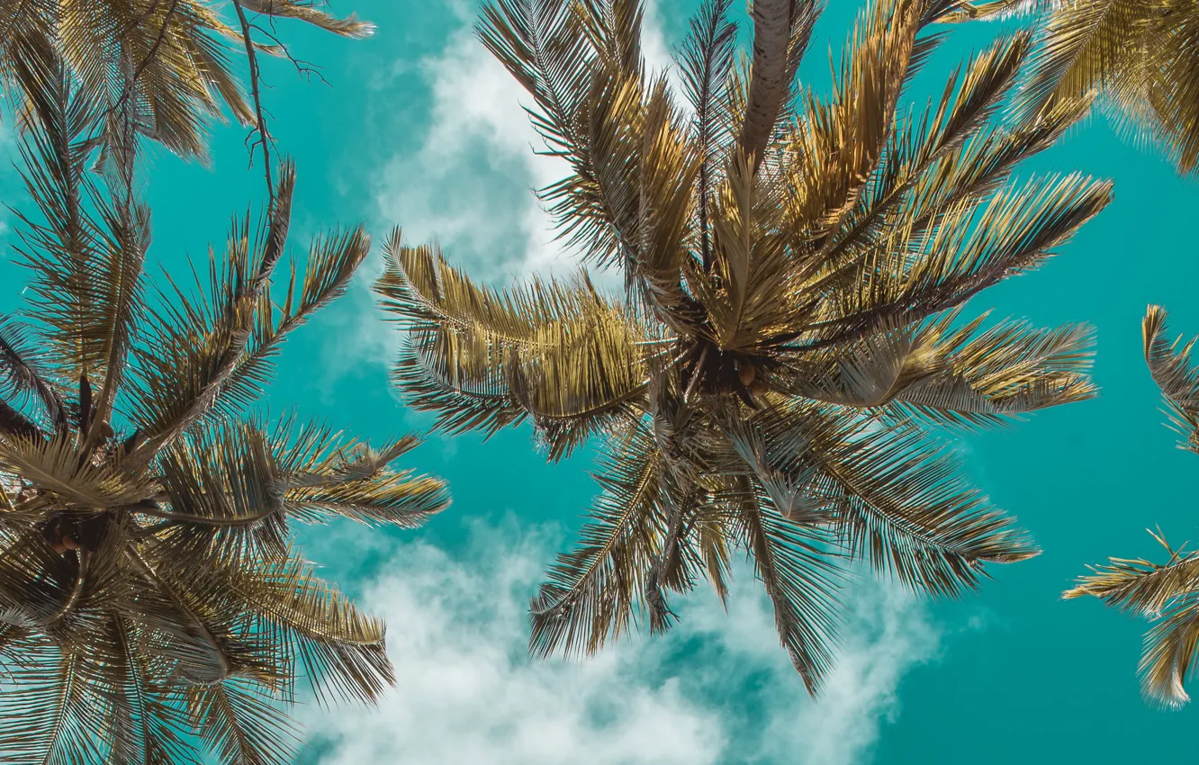 Photo wallpaper the sky, clouds, palm trees, clouds, bottom view, palm trees, the top, Bottom View