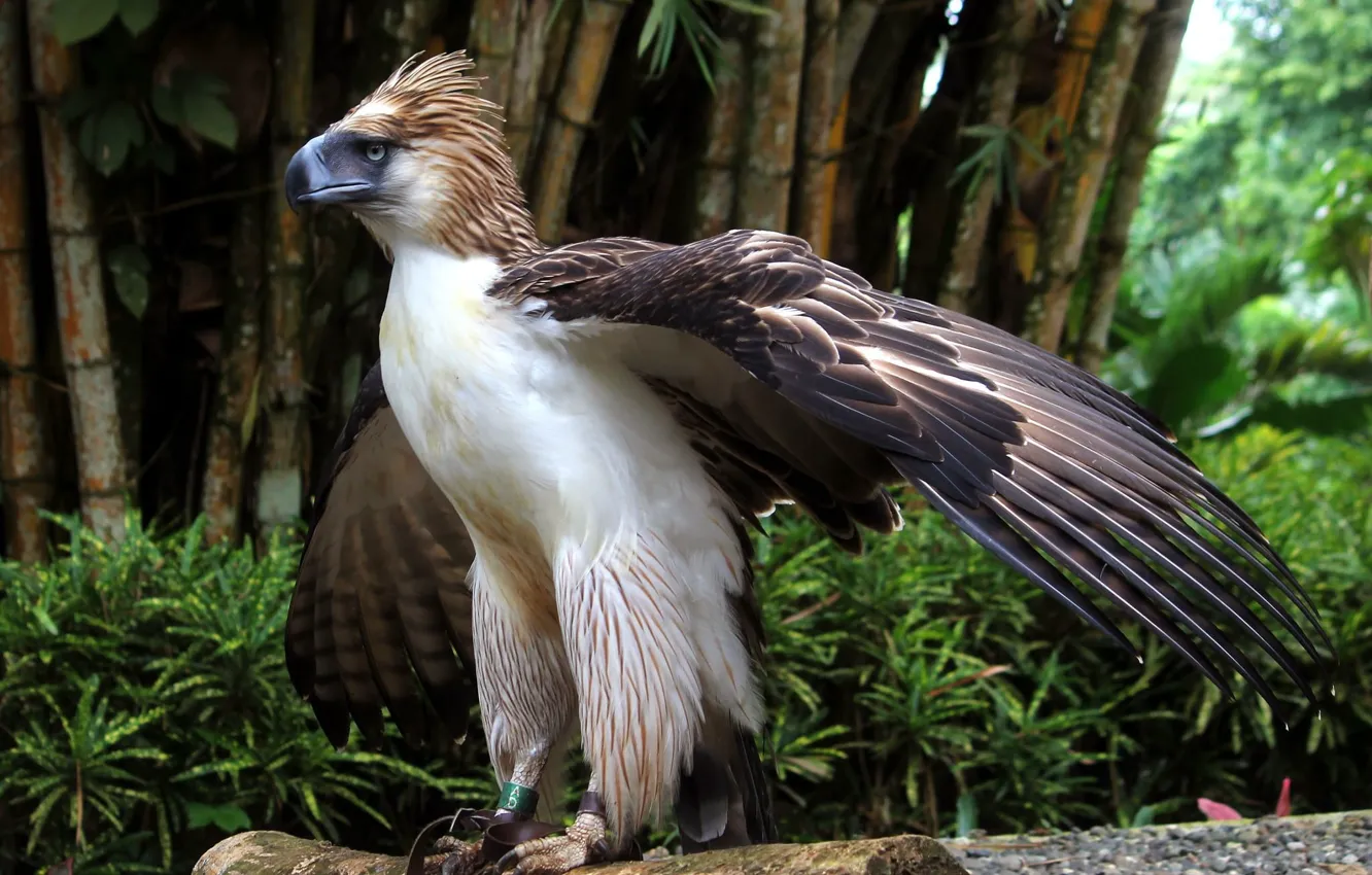 Photo wallpaper Big Bird, animal, wildlife, Philippine Eagle, monkey-eating