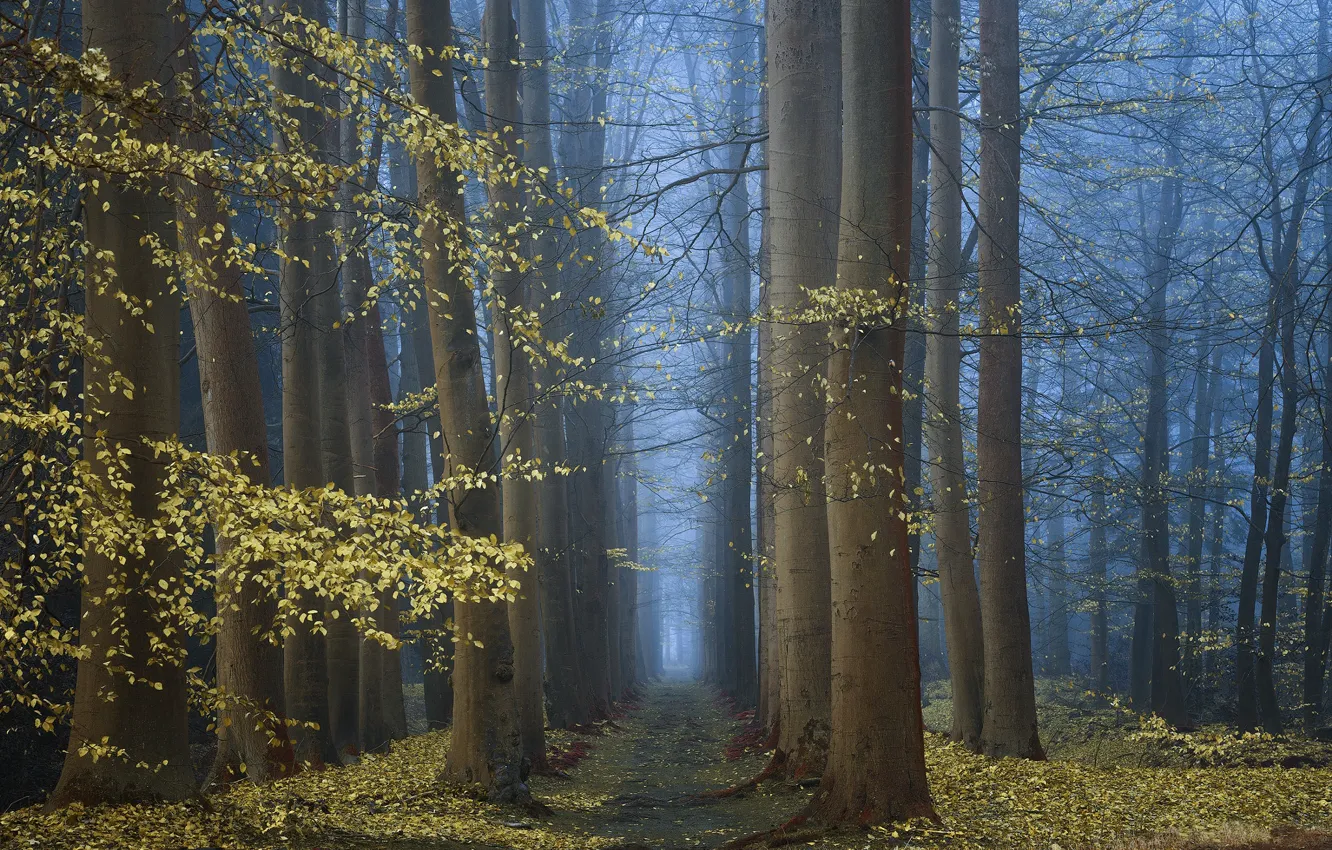 Photo wallpaper autumn, forest, trees, nature, fog, morning, twilight